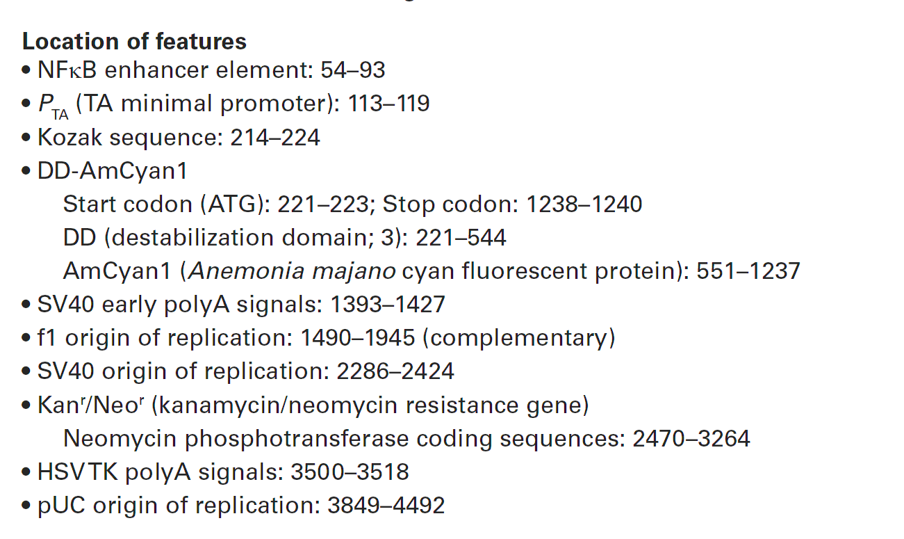 pNFkB-DD-AmCyan1 载体特征